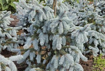Picea pungens 'Hoopsii'