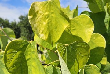 Cercis can. 'Hearts of Gold'