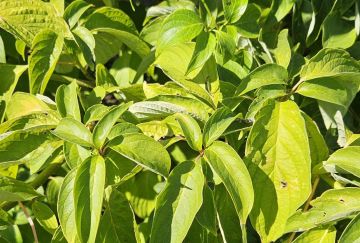 Cornus controversa