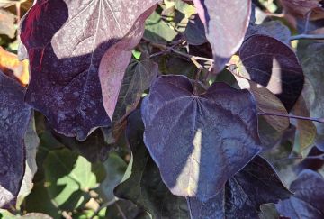 Cercis can. 'Black Pearl' (Ace of Spades)