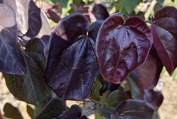 Cercis can. 'Merlot'