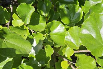 Cercis can. 'Oklahoma'