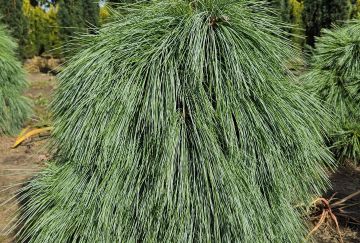 Pinus schwerinii 'Wiethorst'