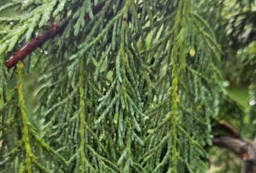 Chamaecyparis nootk. 'Green Arrow'