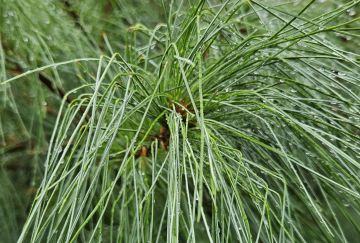 Pinus strobus