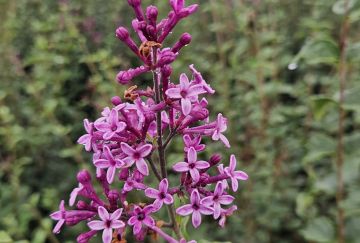 Syringa bloom. 'Dark Purple'