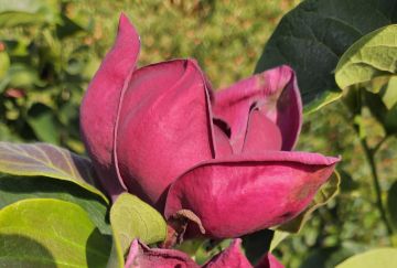 Magnolia 'Genie'&reg;
