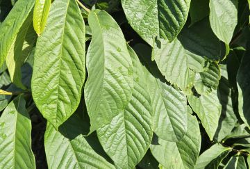 Asimina triloba