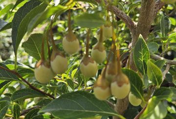 Styrax japonicus