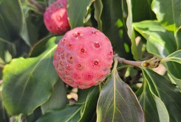 Cornus kousa 'Teutonia'
