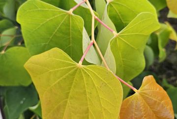 Cercis can. 'Rising Sun'&reg;