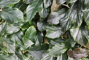 Sycoparrotia sem. 'Purple Haze'