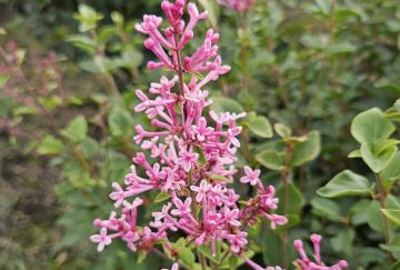 Syringa bloom. 'Pink Perfume'