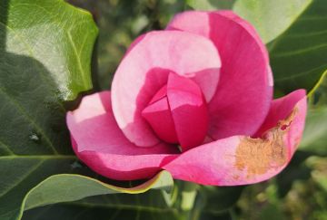 Magnolia 'Watermelon'&reg;